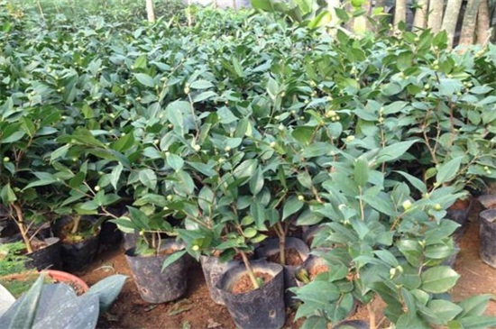 山茶花為什么掉葉子，澆水預防病蟲危害